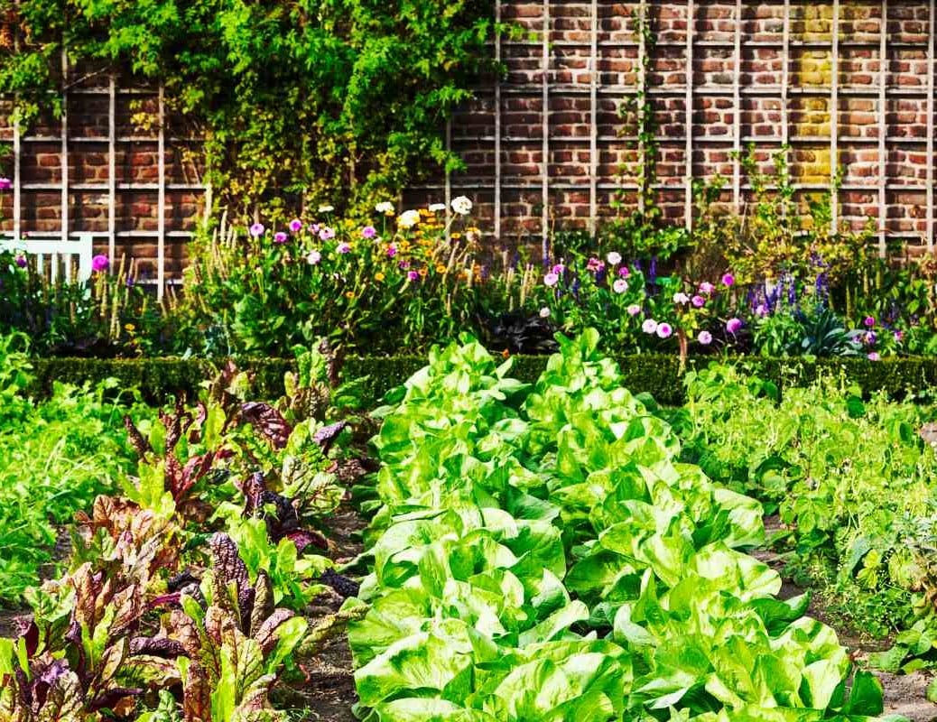 Urban Garden