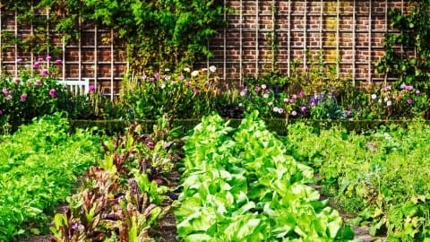 Urban Garden