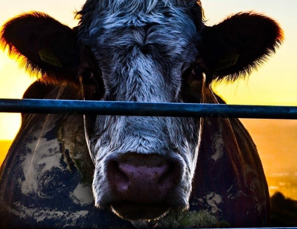 Cowspiracy movie