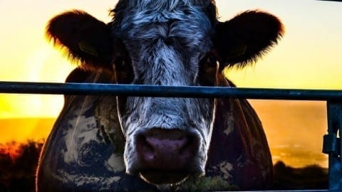 Cowspiracy movie