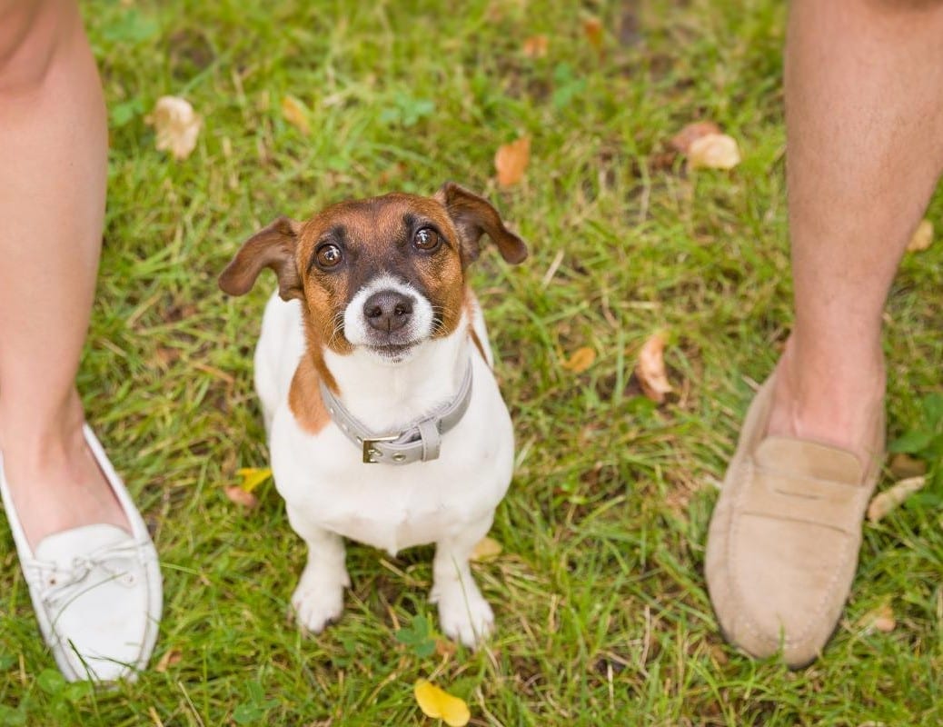 pet-safe non-toxic lawn care