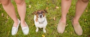 pet-safe non-toxic lawn care