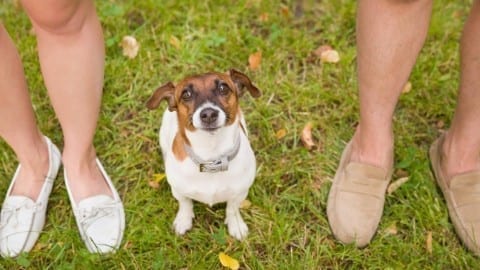pet-safe non-toxic lawn care
