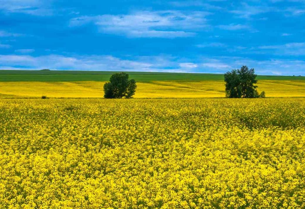 Biofuel canola field