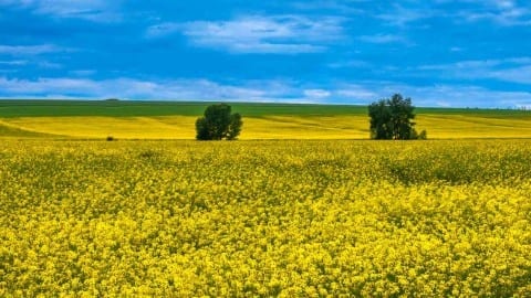 Biofuel canola field