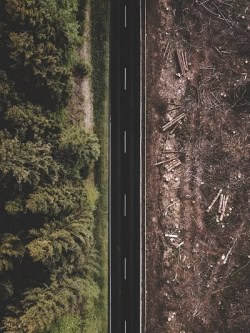 deforestation