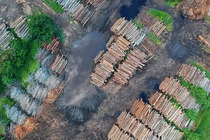deforestation, biodiversity