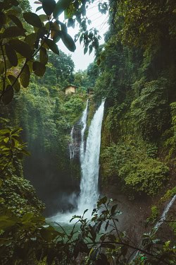 ecosystem services forest