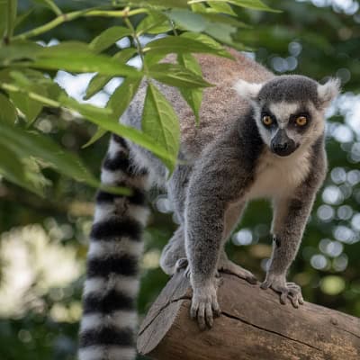 lemur
