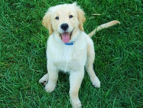 natural pet food, non-toxic pet food