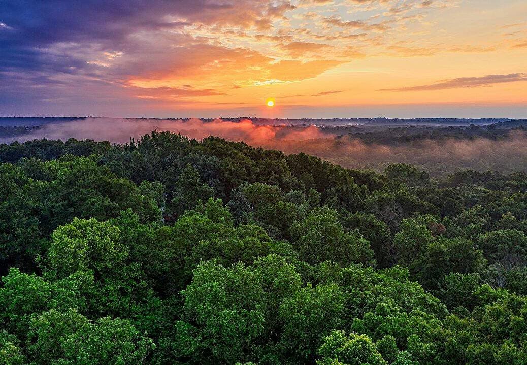 rainforest lungs of the planet, ecosystem services