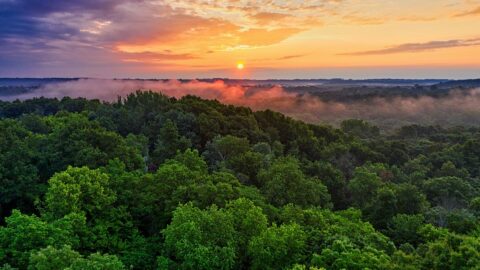 rainforest lungs of the planet, ecosystem services