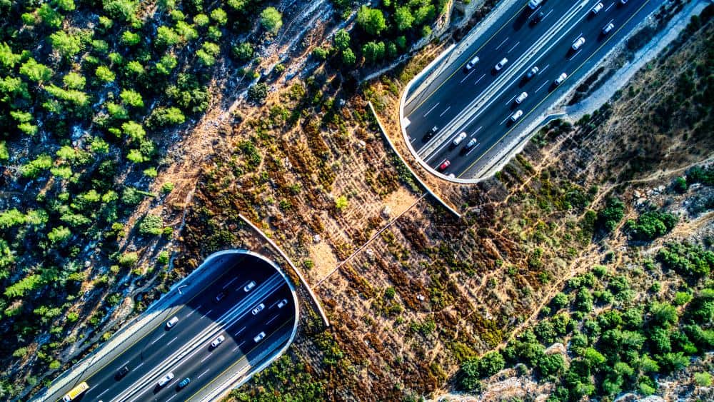 wildlife crossing. wildlife corridor
