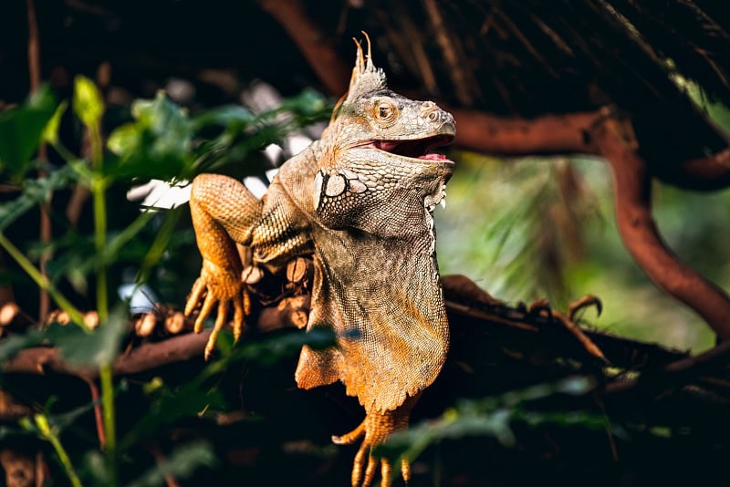 biodiversity, reptile, zoo