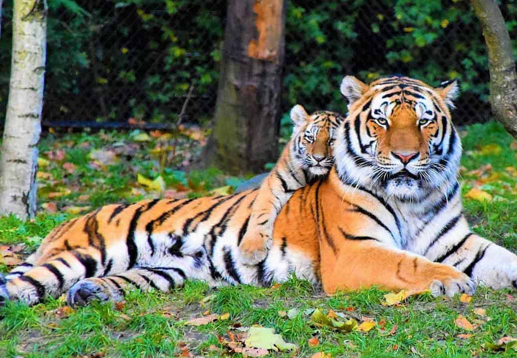 tiger, biodiversity, zoo