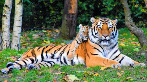 tiger, biodiversity, zoo