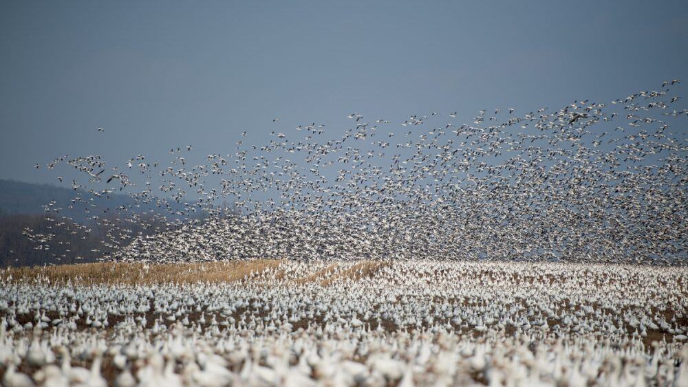 wild geese migration
