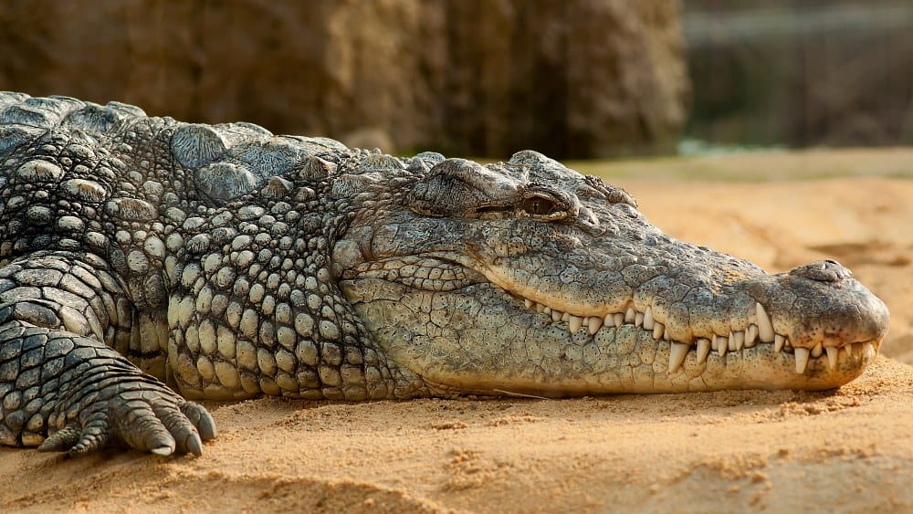 biodiversity, zoos, crocodiles