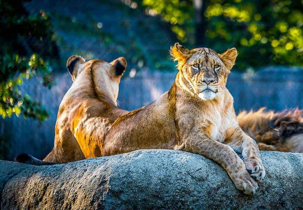 zoos good or bad