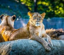 Zoos: Good or Bad? To Visit or Not to Visit? How to Decide…