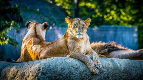 zoos good or bad