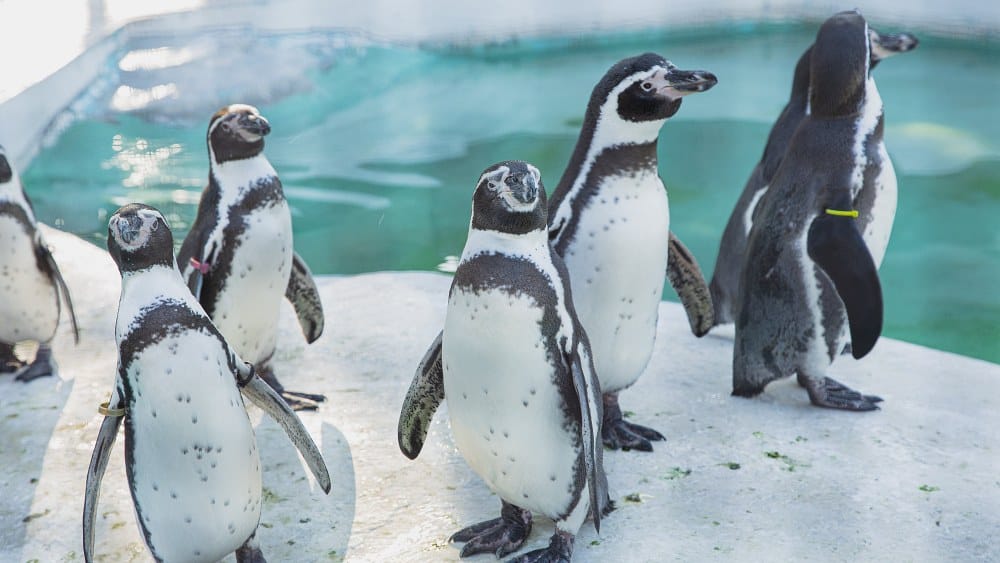 biodiversity, zoos, penguins