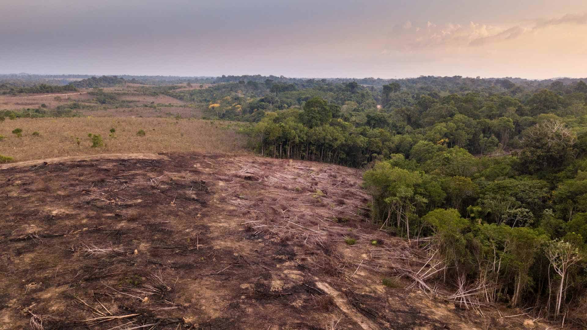 environmental issues deforestation
