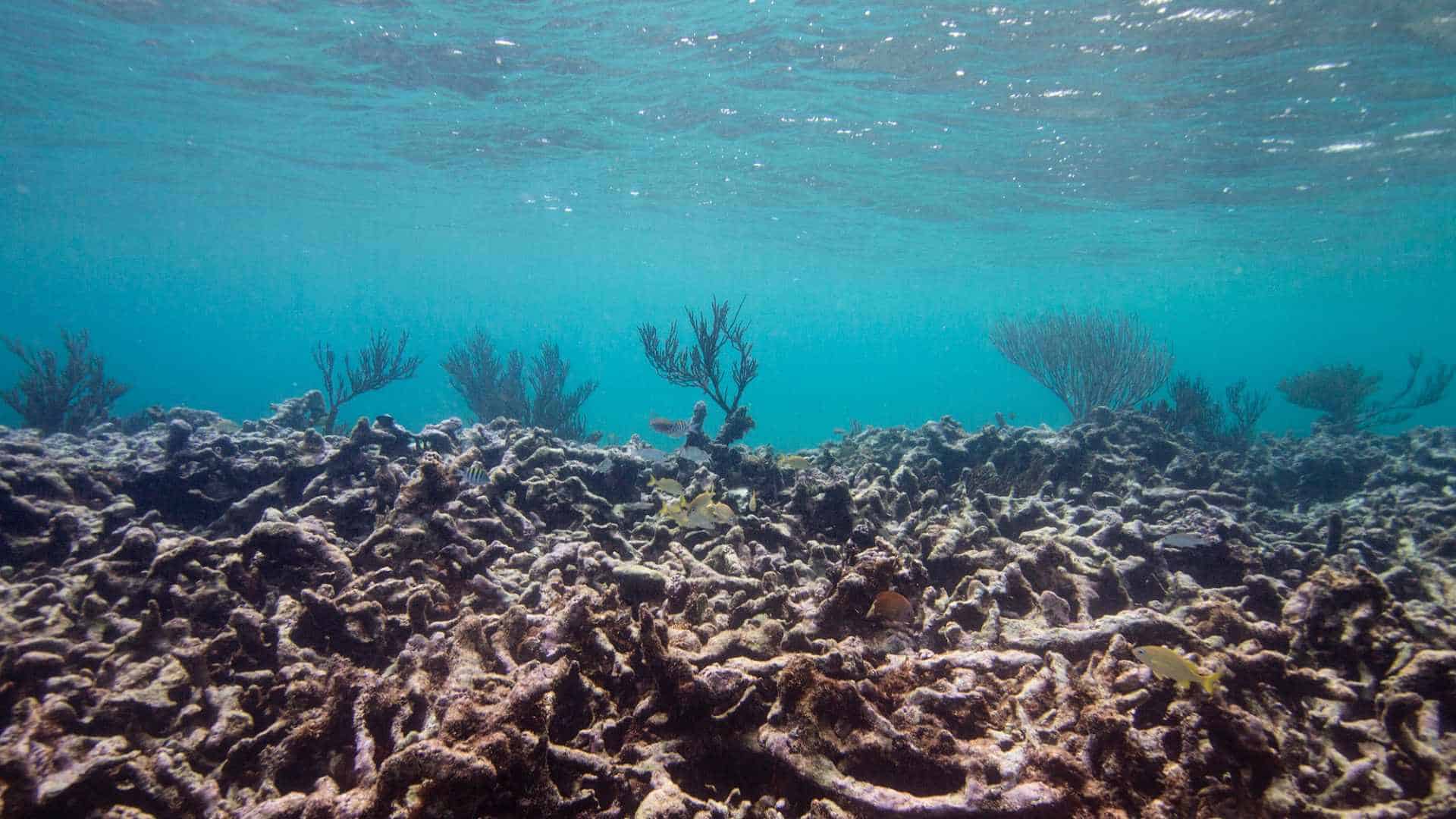 environmental issues ocean acidification