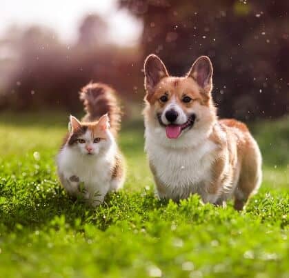 natural pet care online community chat