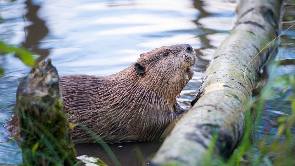 Beavers climate change