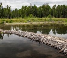 Rewilding: Beavers Unveil ‘Dam Tech’ as Natural Climate Change Solution