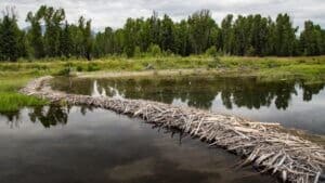 beavers climate change rewildung