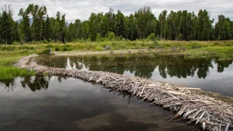beavers climate change rewildung