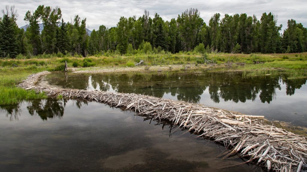 beavers climate change rewildung