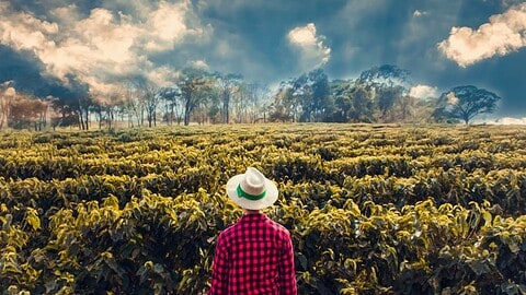 coffee climate change