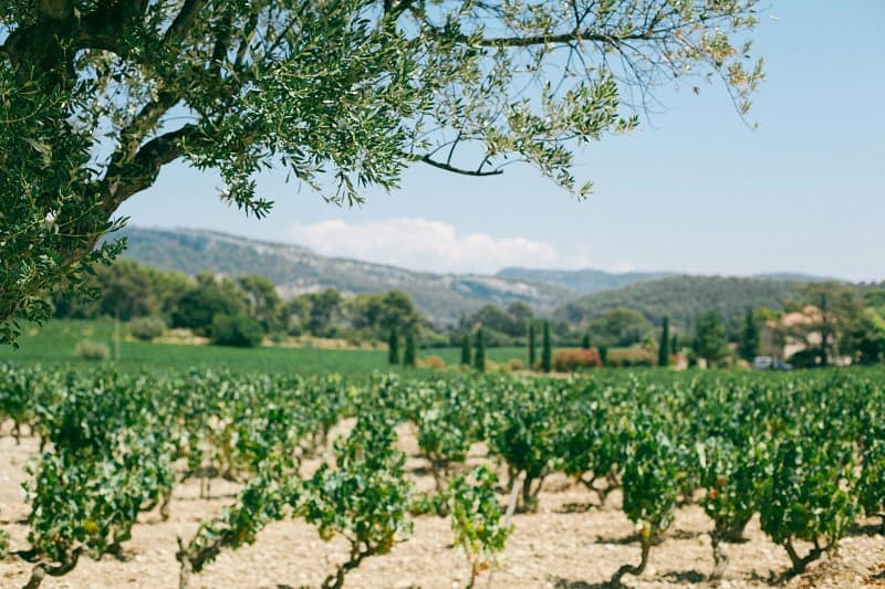 biodynamic wineries