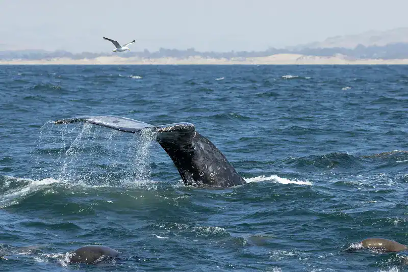 whale watching humpback whale morro bay ca
