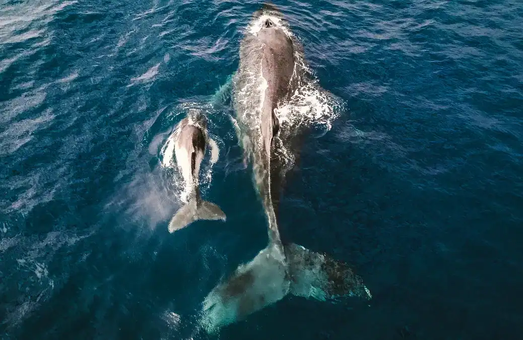 whale mother with calf in ocean