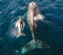 What Is Sustainable Whale Watching—and Why Does It Matter?
