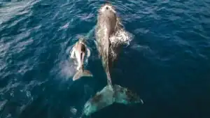 whale mother with calf in ocean