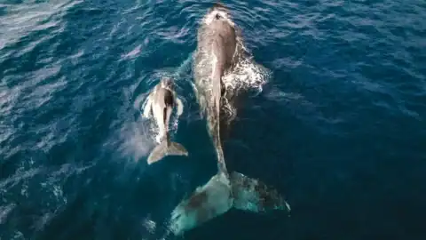 whale mother with calf in ocean