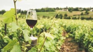 organic sustainable winery