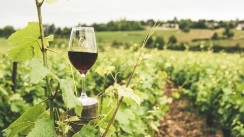 organic sustainable winery