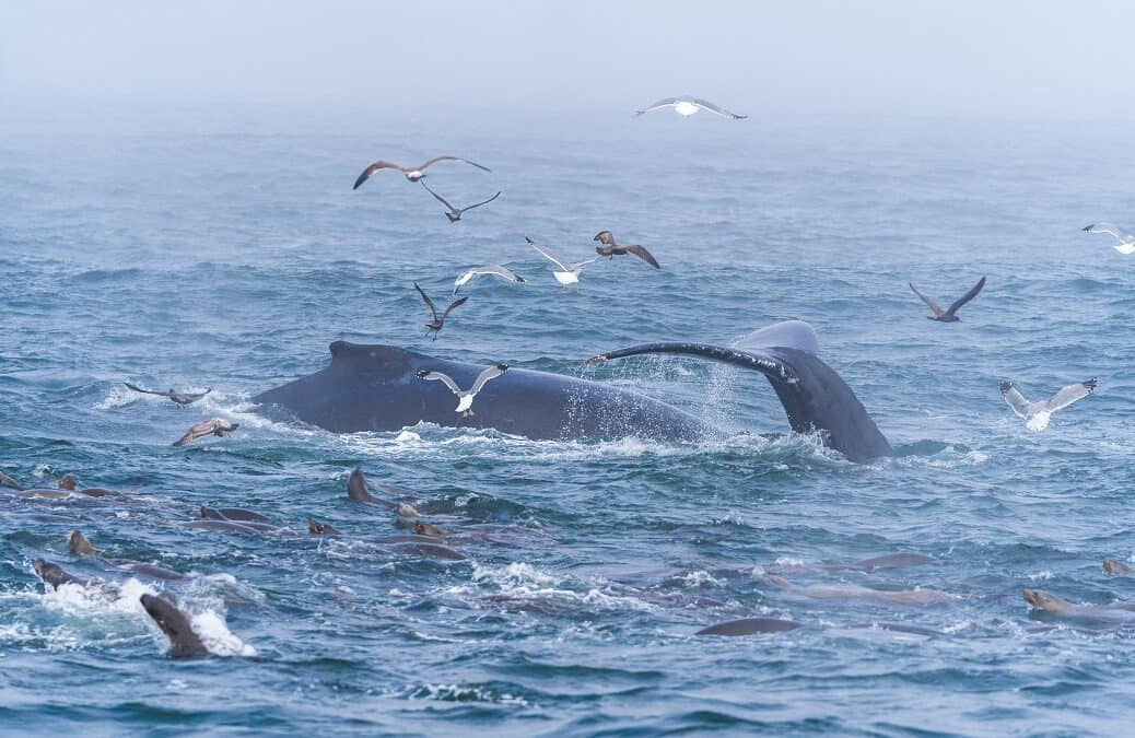 whale watching santa cruz ca