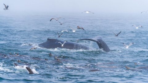 whale watching santa cruz ca