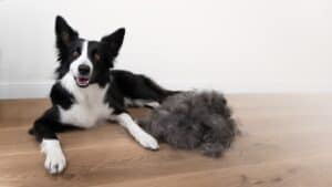 unique recycling businesses dog hair for oil spills