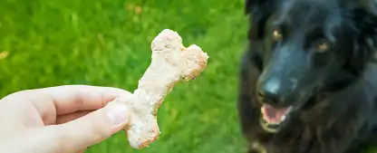 organic dog and cat food non-toxic toys